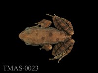 藏品(拉都希氏蛙)的圖片